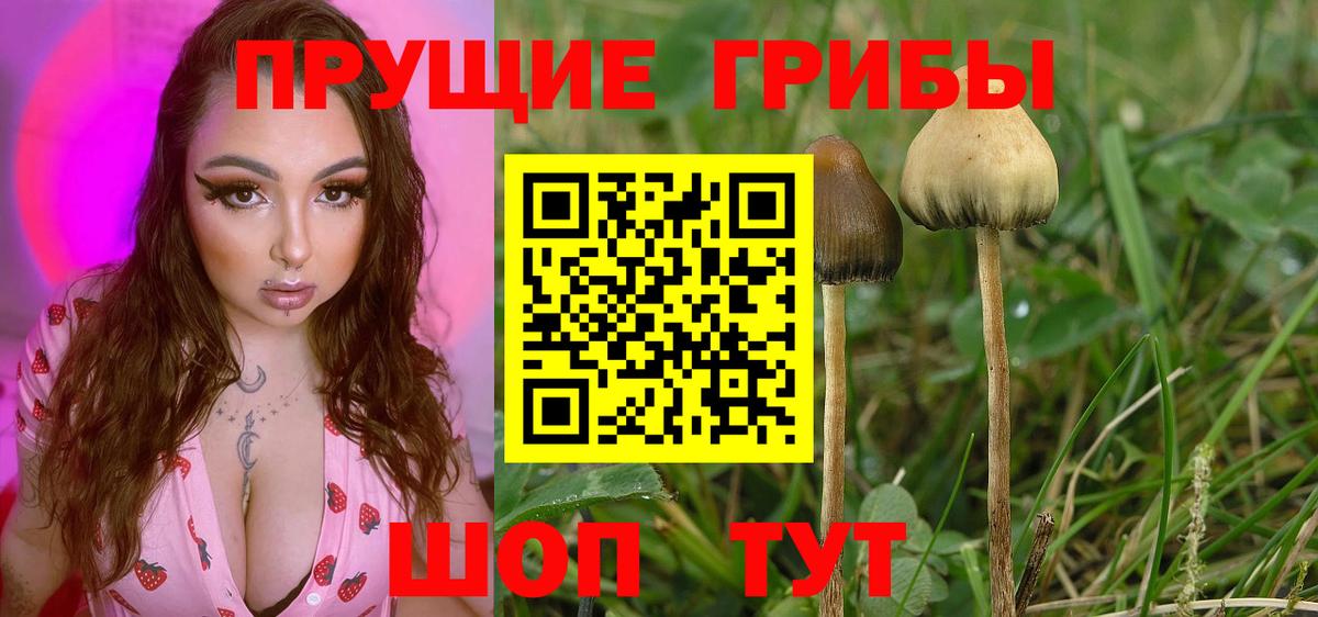 Галлюциногенные грибы Psilocybe Добрянка
